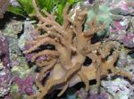 Sinularia Prst Usnje Coral