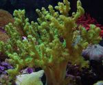 სურათი აკვარიუმი Sinularia თითის ტყავის Coral, მწვანე