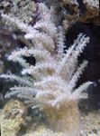 圣诞树珊瑚（水母的珊瑚）