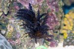 フォト 水族館 クリスマスツリーの珊瑚（サンゴクラゲ） (Studeriotes), 黒