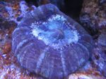 Foto Akvarij Sova Oči Koralja (Gumb Koralji) (Cynarina lacrymalis), ljubičasta