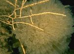 fotografie Akvárium Swiftia (Severní Moře Ventilátor) mořské fanoušci, žlutý