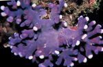 Foto Aquarium Spitzen-Stick Korallen hydroid (Distichopora), lila
