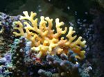 fénykép Akvárium Csipke Stick Korall hydroid (Distichopora), sárga