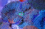 Foto Akvarij Floridian Disk (Ricordea florida), plava
