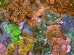 foto Aquarium Floridian Schijf (Ricordea florida), bruin