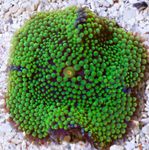Foto Akvarij Floridian Disk (Ricordea florida), zelena