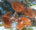 Fil Akvarium Jätte Kanel Polyp (Palythoa grandis), brun
