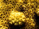 снимка Аквариум Бяло Инкрустиране Zoanthid (Карибско Море Мат) полип (Palythoa caribaeorum), жълт