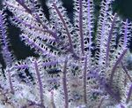 Purple Bič Gorgonian fotografie a péče