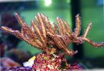fotoğraf Akvaryum Pterogorgia deniz fanlar, kahverengi