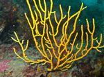 Bilde Akvarium Gorgonia havet fans, gul