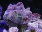 照 水族馆 Rhodactis 蘑菇, 紫