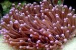 Groß Tentacled Platte Koralle (Anemone Pilzkoralle)