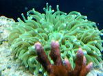 fotografie Acvariu Mare-Tentacled Plate Coral (Anemone Ciuperci Coral) (Heliofungia actiniformes), verde