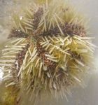 fénykép Akvárium Tűpárna Sün sünök (Lytechinus variegatus), sárga