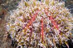 Poison Urchin (Flower Urchins)