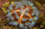 fotografie Akvárium Požární Uličník ježovky (Asthenosoma varium), zelená