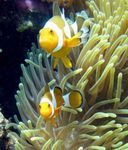 Foto Aquarium Herrliche Seeanemone (Heteractis magnifica), gelb