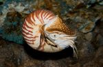 Perleťový Nautilus