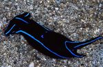 Kék Bársony Nudibranch