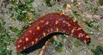 фотографија Акваријум Sea Cucumber краставци (Holothuria), црвен