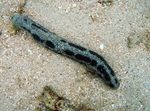 снимка Аквариум Морски Краставици краставици (Holothuria), черен