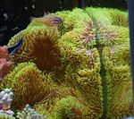 Bilde Akvarium Giganten Teppe Anemone (Stichodactyla gigantea), gul