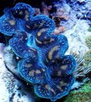 Фото Аквариум Тридакна моллюски (Tridacna), синий