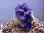 Фото Аквариум Тридакна моллюски (Tridacna), фиолетовый