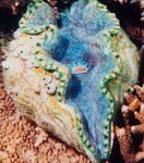 Фото Аквариум Тридакна моллюски (Tridacna), голубой
