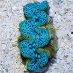 Фото Аквариум Тридакна моллюски (Tridacna), зеленоватый