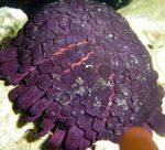 Urchin Clogad