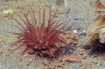 Tube Anemone Photo and care