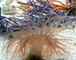 Fil Akvarium Curly-Cue Anemon anemoner (Bartholomea annulata), ljusblå
