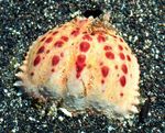 Fil Akvarium Calappa krabbor, brun