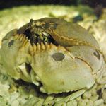 foto Aquarium Calappa krabben, gestreept