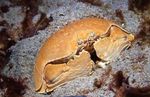 Fil Akvarium Calappa krabbor, röd