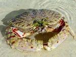 foto Aquarium Calappa krabben, wit