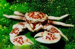 瓷海葵蟹