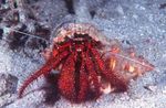White-Spotted Hermit Crab