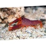 Debelius礁龙虾