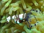 太平洋小丑海葵虾