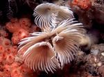Фото Аквариум Червь биспира морские черви (Bispira sp.), белый