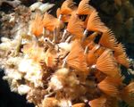 Фото Аквариум Червь биспира морские черви (Bispira sp.), красный