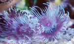 Фото Аквариум Червь биспира морские черви (Bispira sp.), фиолетовый