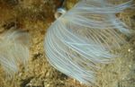 Photo Aquarium Cleite Hardtube Duster worms lucht leanúna (Protula sp.), bándearg