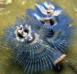 fotografie Akvárium Vánoční Strom Červ červi fan (Spirobranchus sp.), modrý