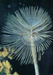 Nuotrauka Akvariumas Wreathytuft Tubeworm fan kirminų (Spirographis sp.), rožinis