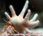 Staghorn Crab Pustnic
